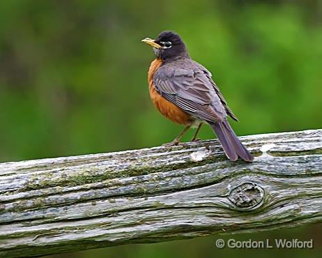 Robin On A Rail_48935.jpg - American Robin (Turdus migratorius)Photographed near Ottawa, Ontario - the Capital of Canada.